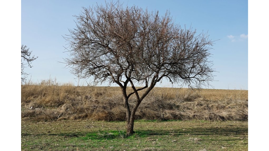 penki medžiai, kurių reikia vengti