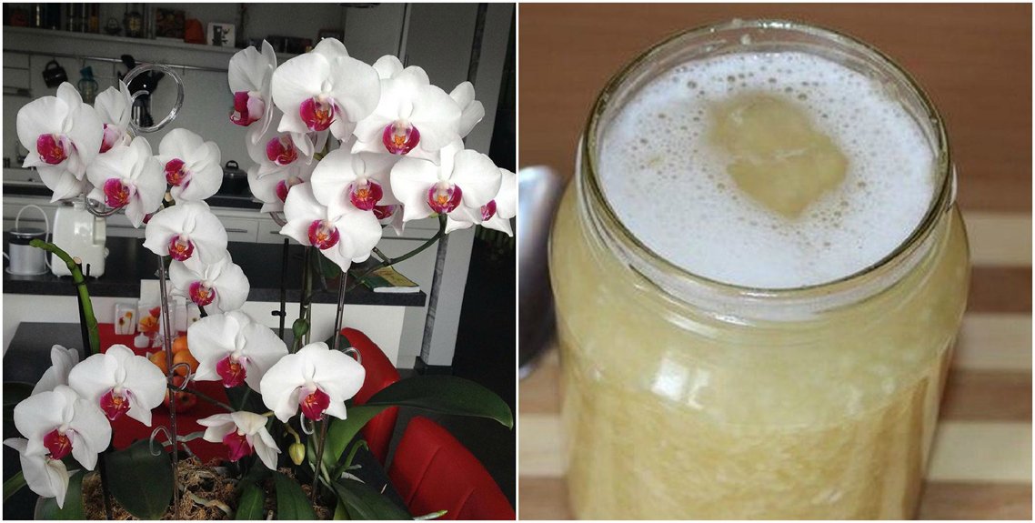 Veiksmingas orchidėjų žydėjimo sprendimas