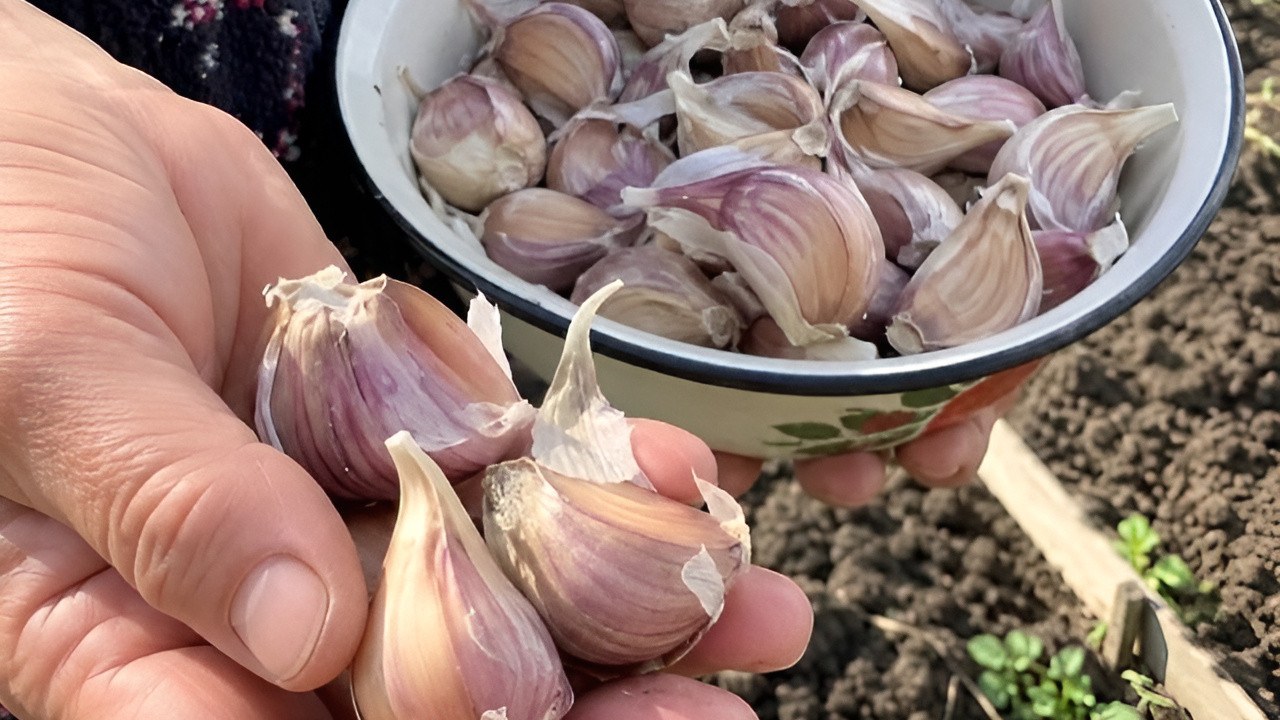 Kada sodinti žieminį česnaką, kad kitą vasarą iškastumėte dideles galvas: svarbiau ne data, o dirvos temperatūra