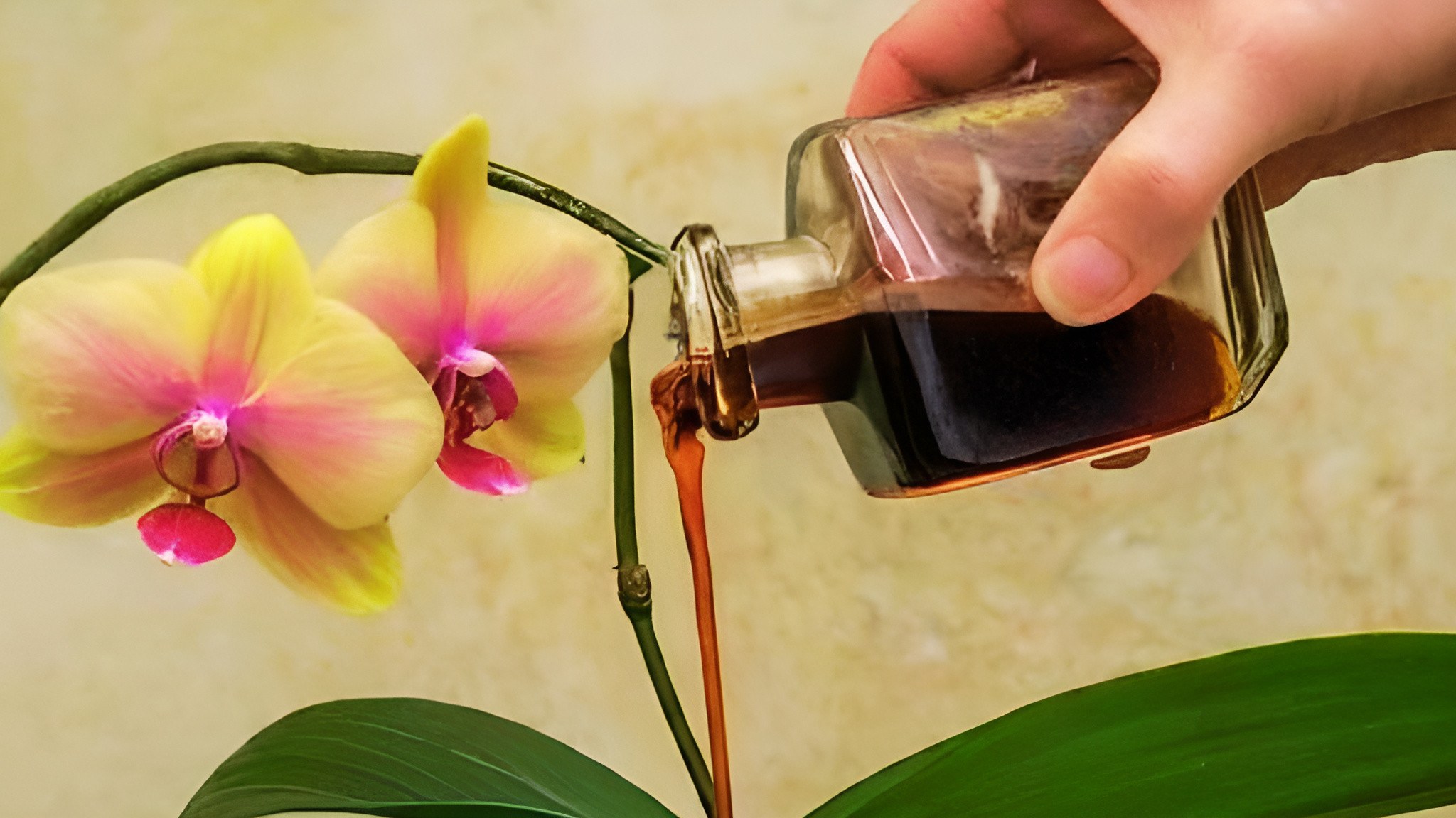 „Užpyliau buteliuką po šaknimis – ir orchidėja pražydo“: ar tikrai veikia bananų žievės, svogūnų lukštų ir kiaušinių lukštų antpilai