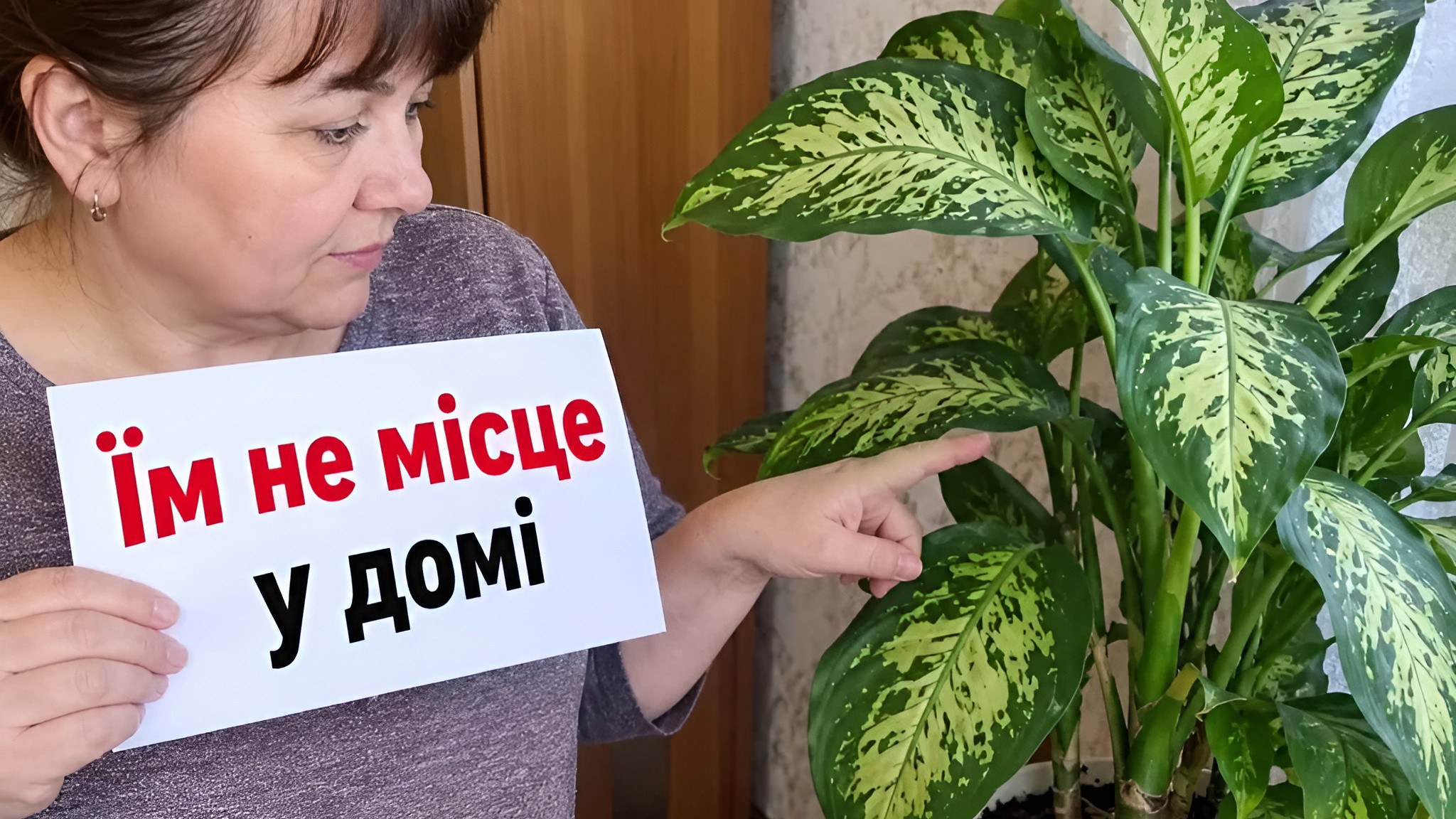 5 kambariniai augalai, su kuriais verta būti atsargiems – ypač jei namuose yra vaikų ar gyvūnų