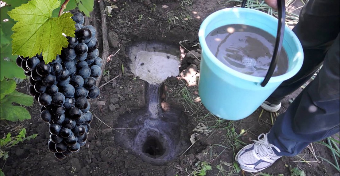 Pavasarinio vynuogių tręšimo patarimai